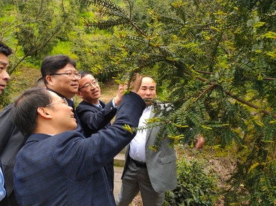 林下經(jīng)濟與電子銷售 胡俠局長紹調(diào)研探索產(chǎn)業(yè)融合新路徑